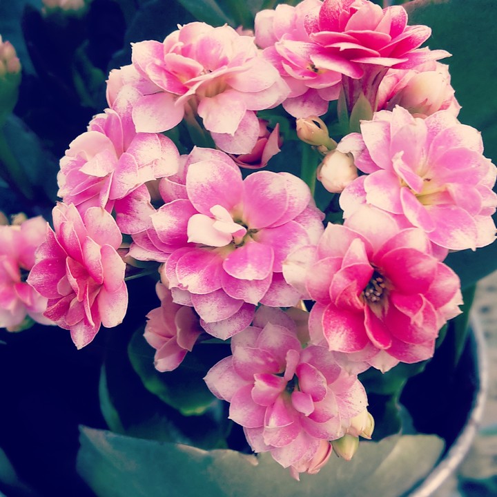 pink flowers