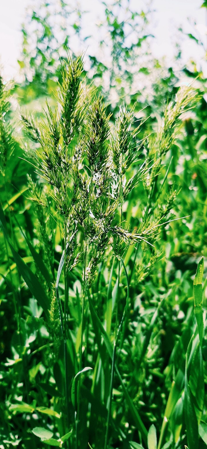 Natural Shot OSM