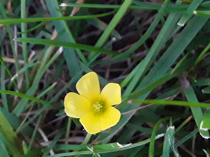 tiny lawn flower