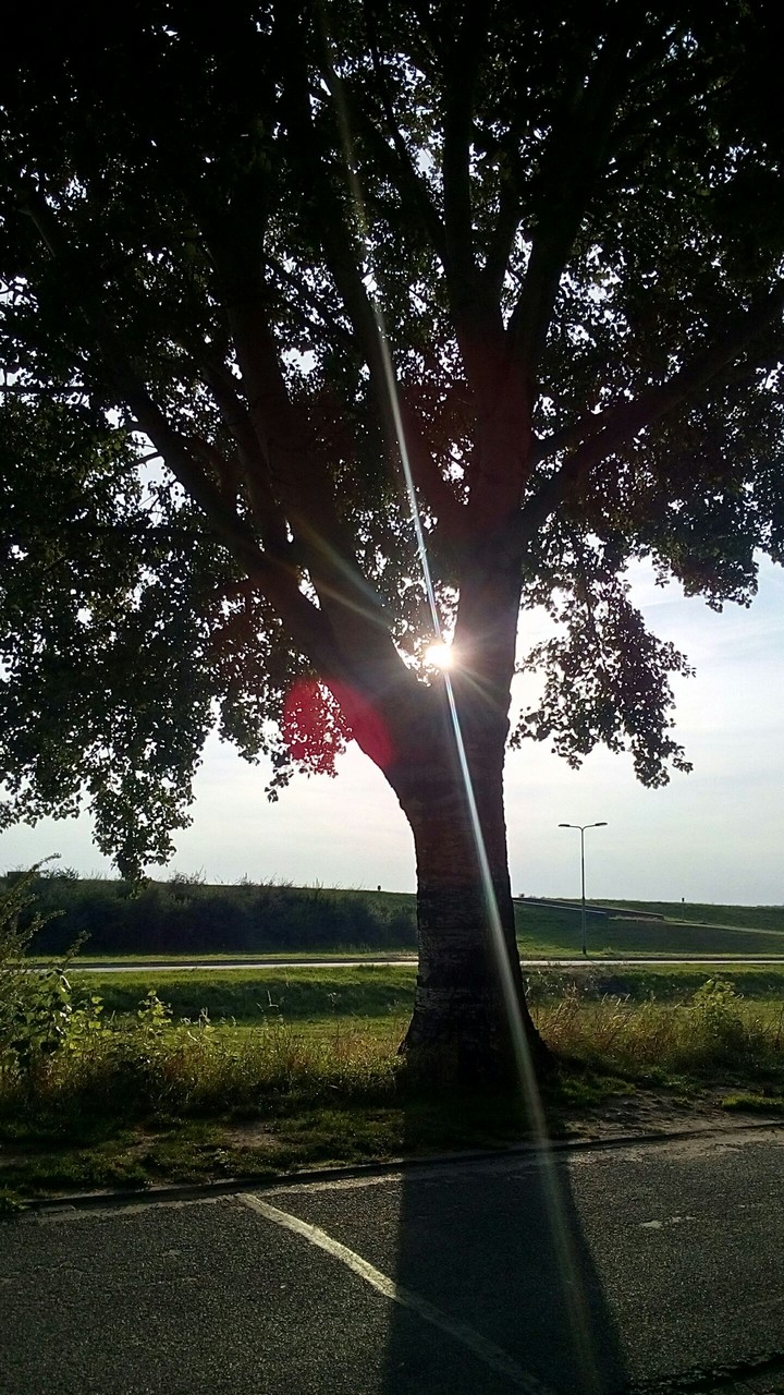 Late afternoon sun