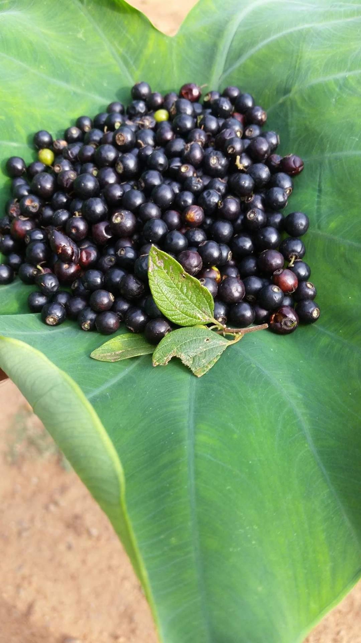 blackberry