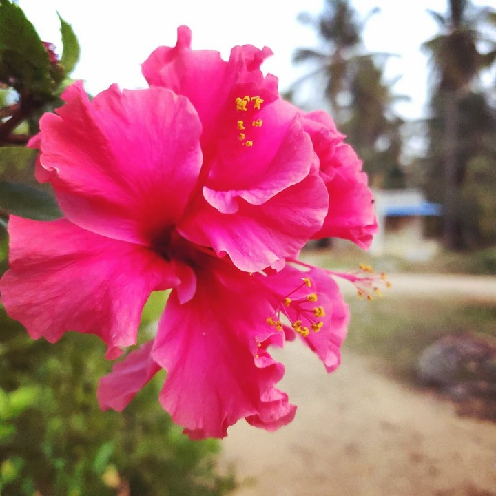 Nature