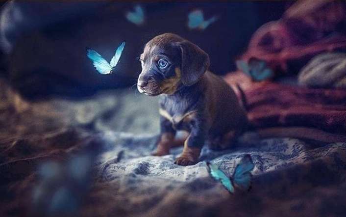 dog