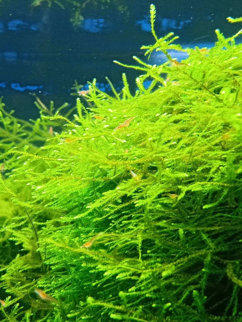 Aquarium