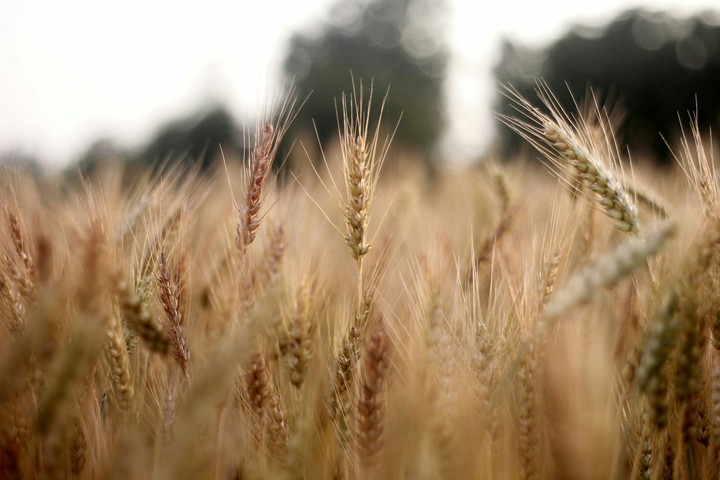 Wheat season