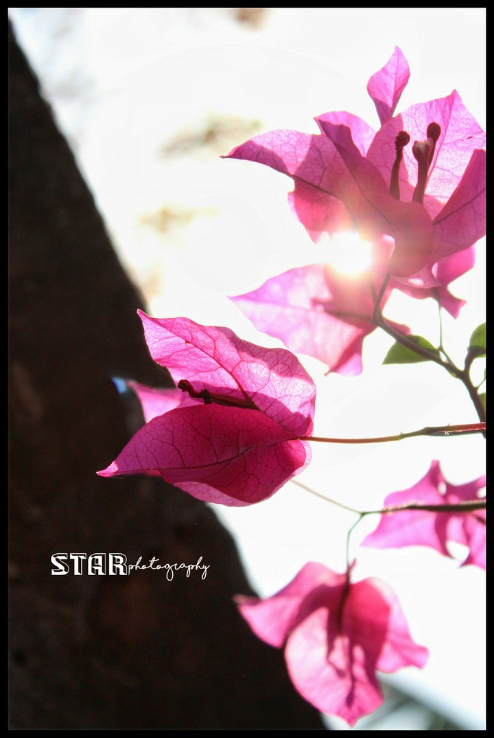 paper flower