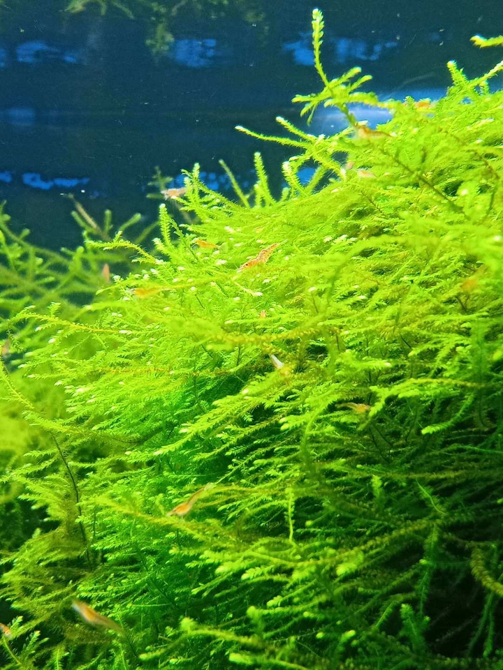 Aquarium