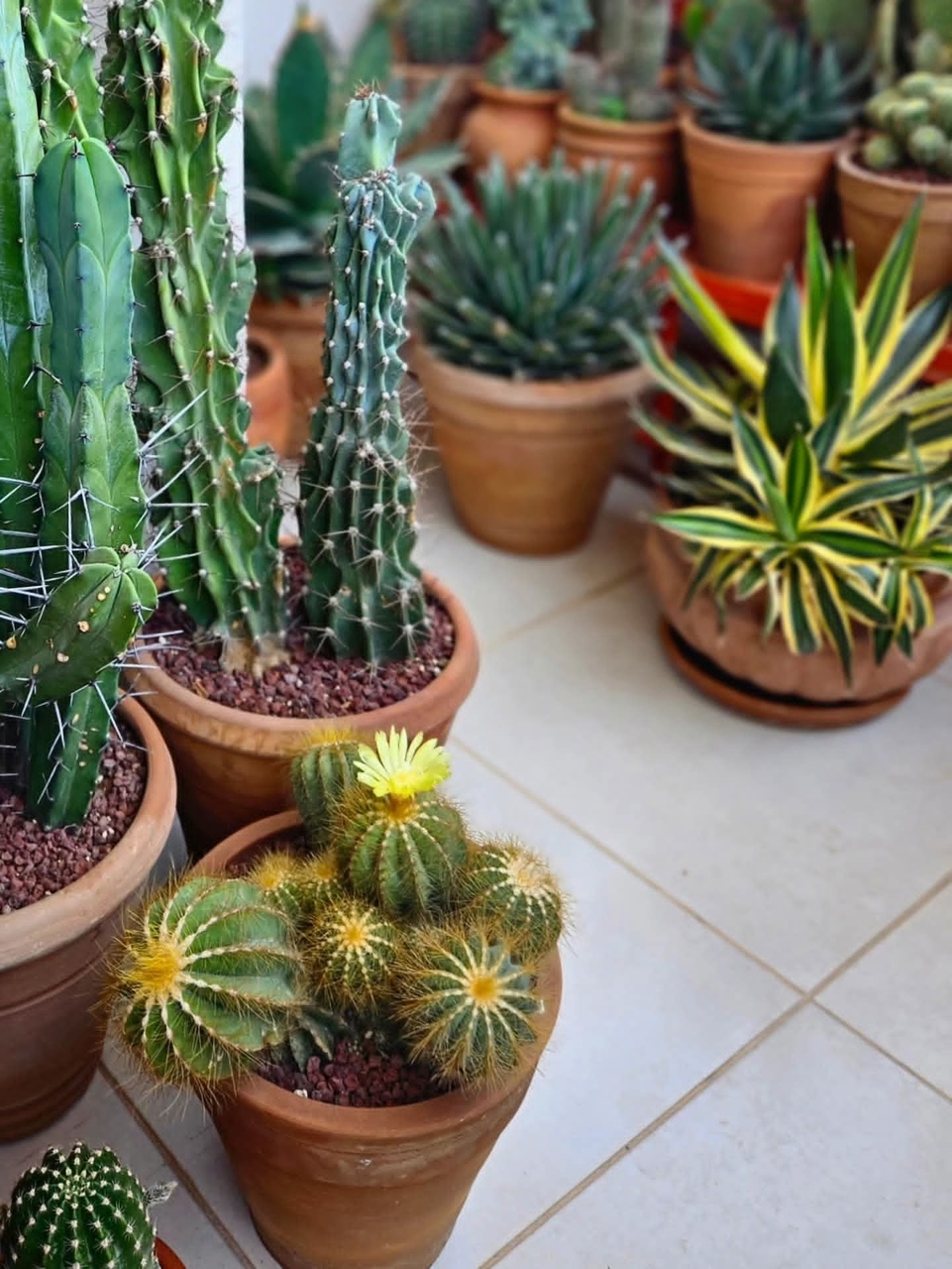 tapety houseplant, Cactus