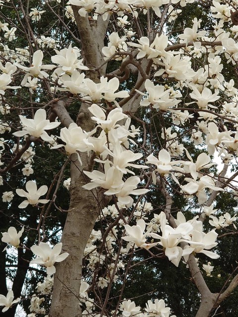 обои shrub, tree