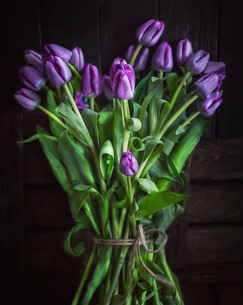 tulip