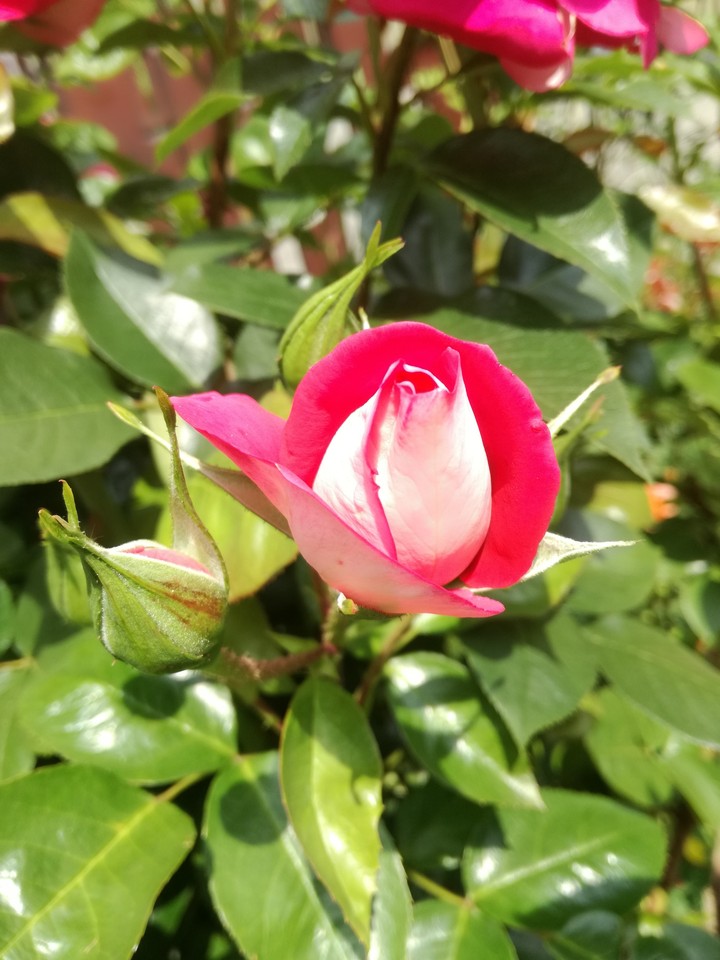 Rosenknospe in rot getaucht.
