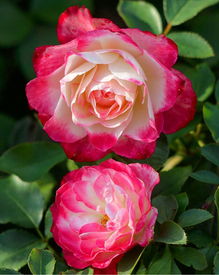 Roses.. růže