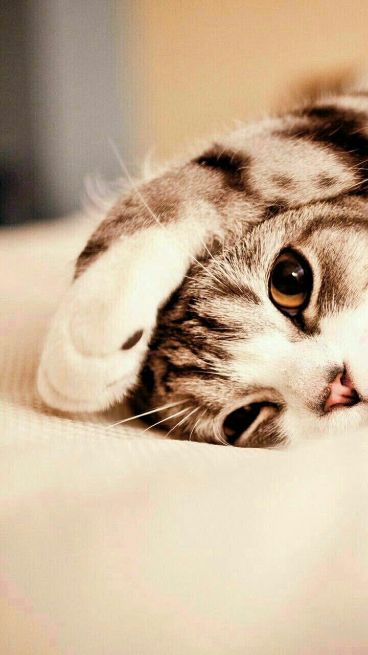 Who has the nicest of my cat