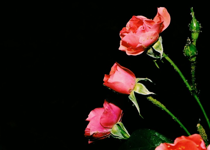 Gül / Rose