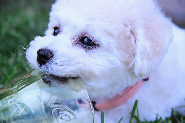 Doggie