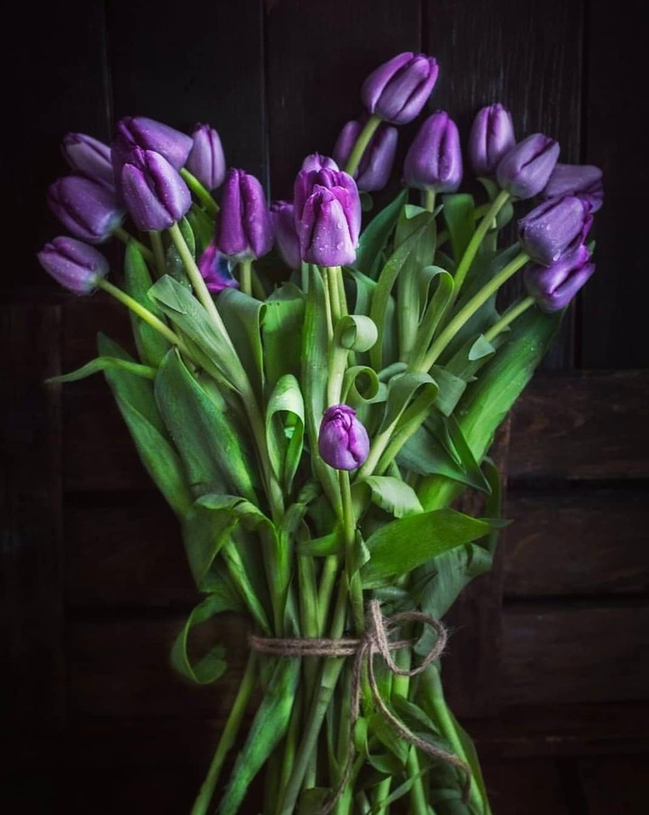 tulip