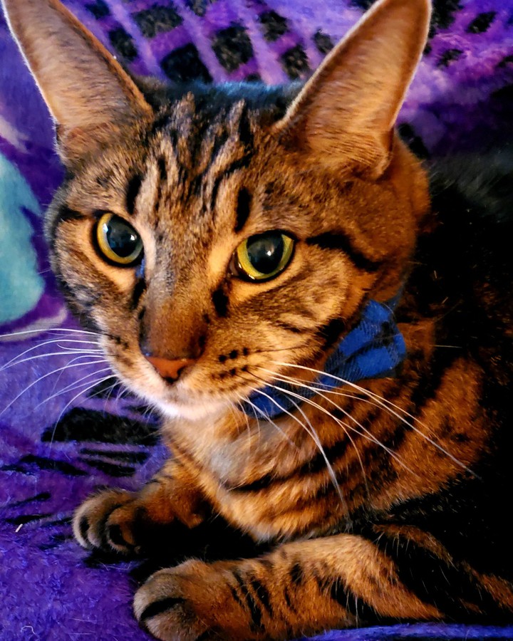 Rocky looking so spiffy