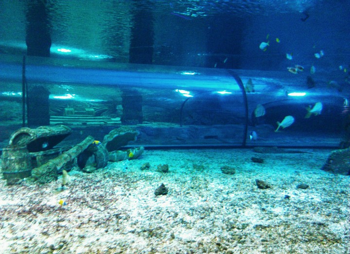 fish