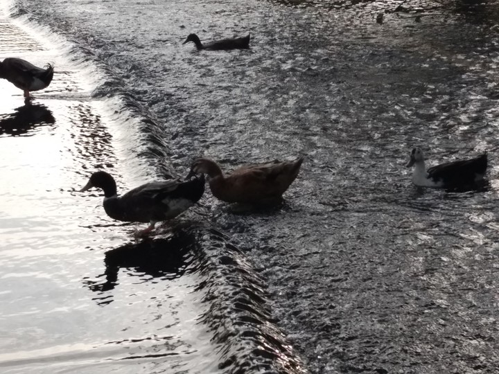 Ducks in road during flood
