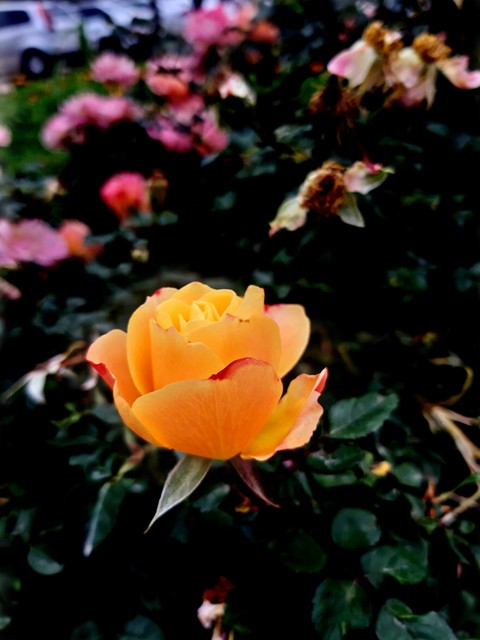rose