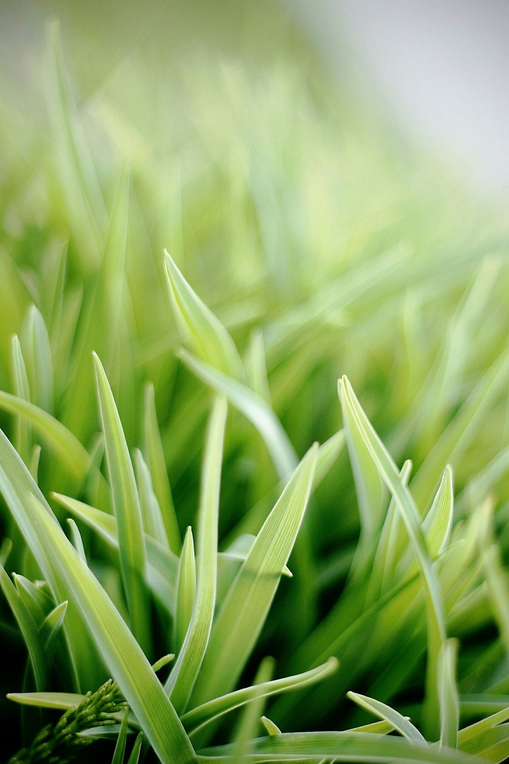 grass
