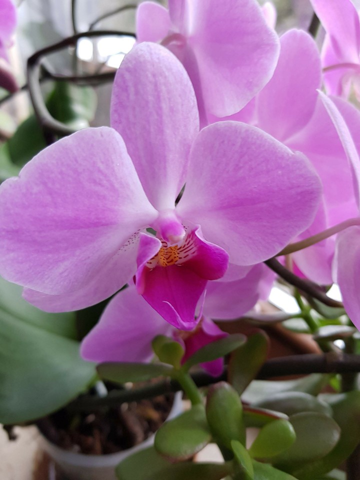 Orchidee