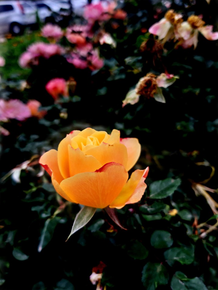 rose