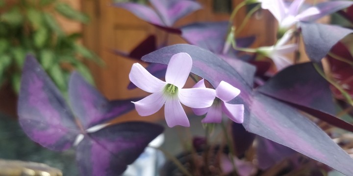 Purple