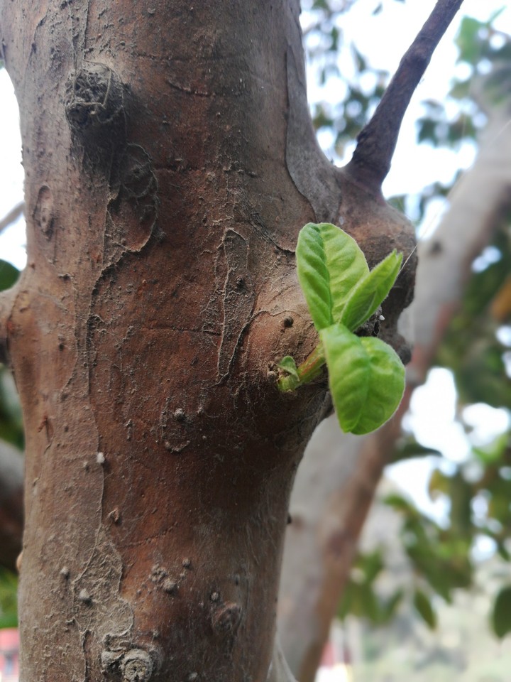 Guava