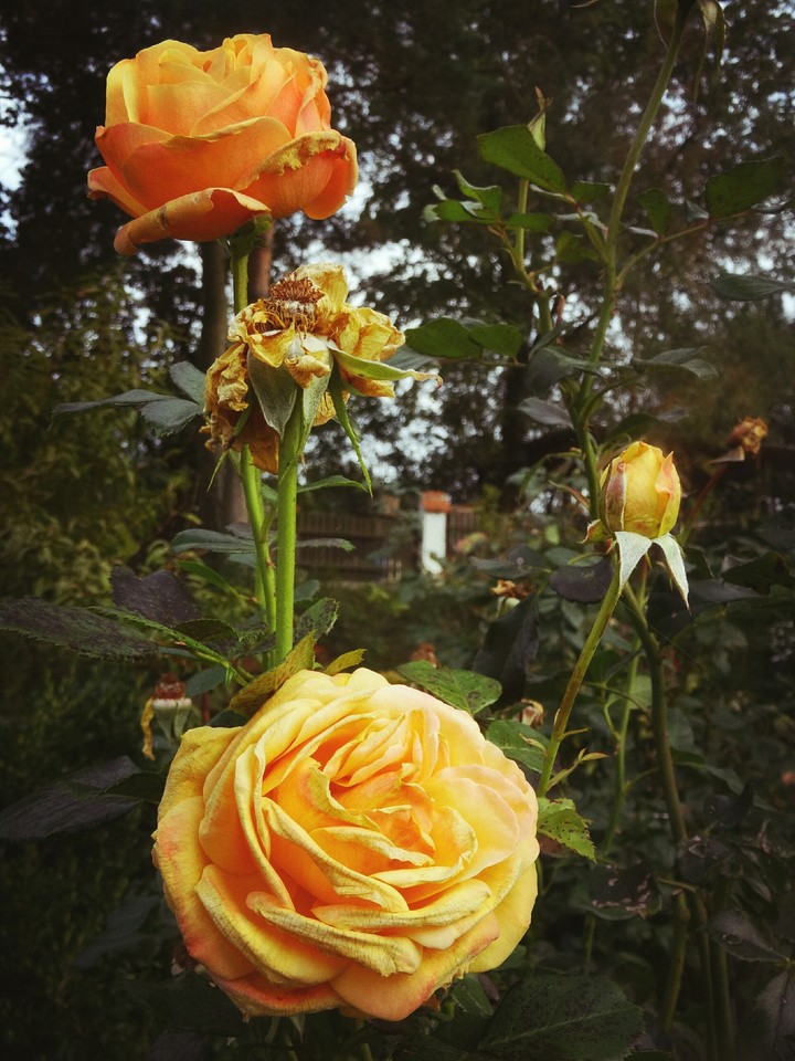 rose