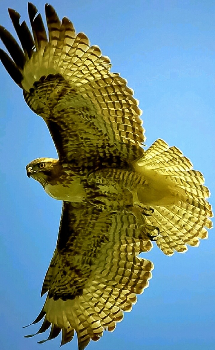 Hunting Hawk
