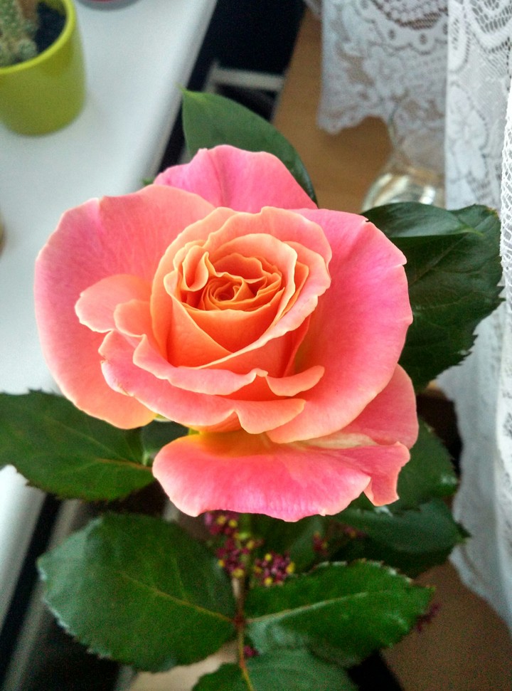 Pink rose