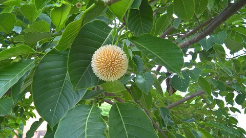 plant