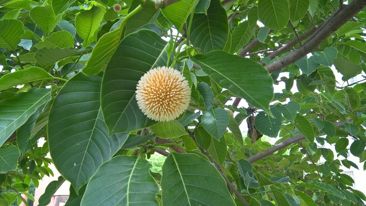 plant