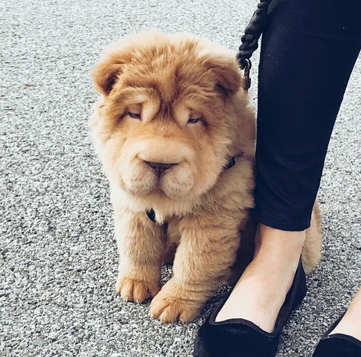 So Puffy ♡.♡