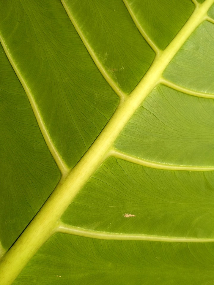 green leaves