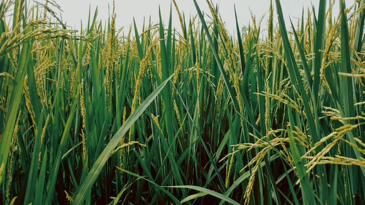FIELD RICE