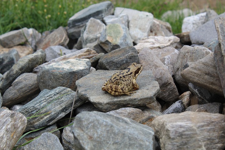 frog