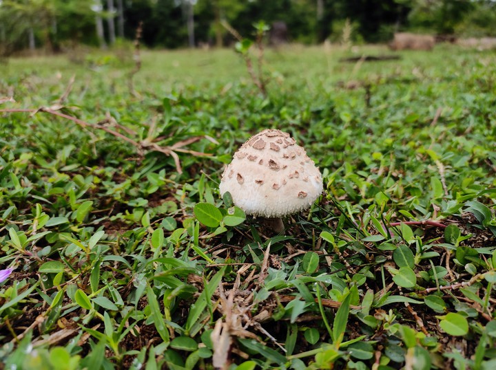 masroom