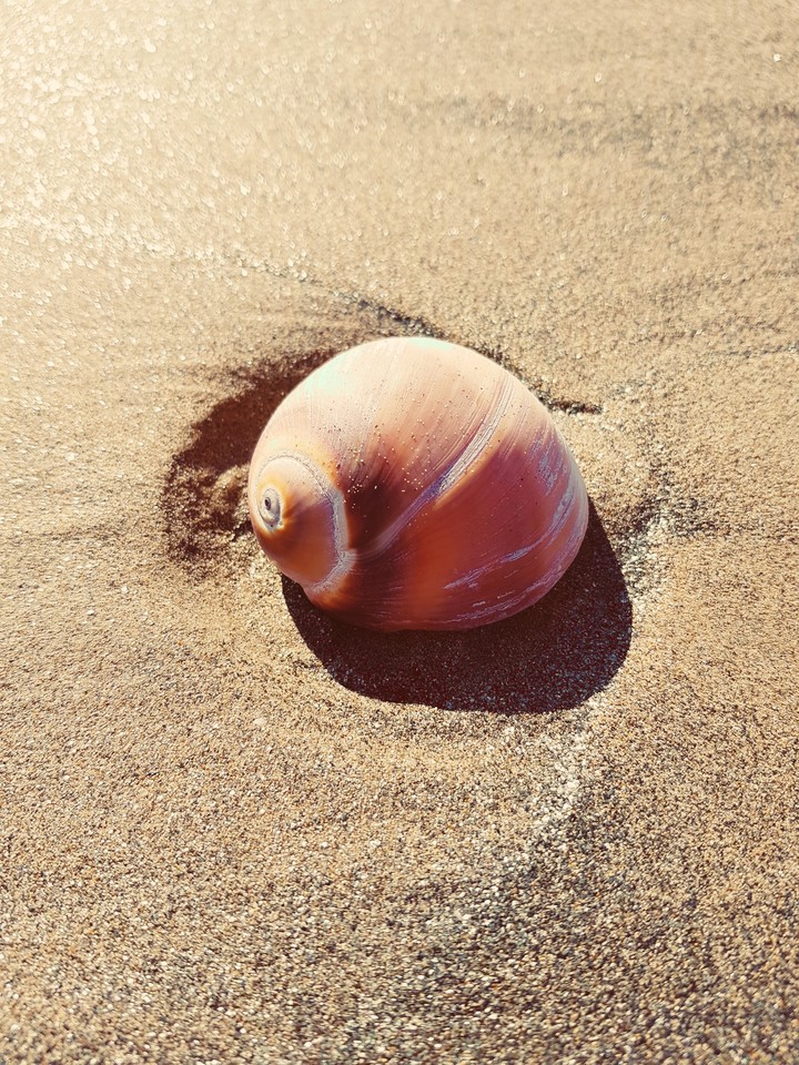 Whelk