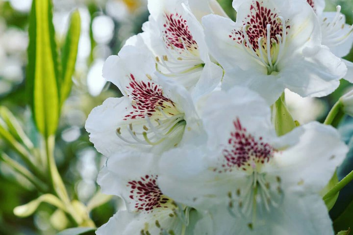 rododendron