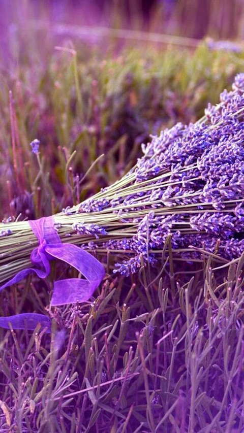 fondos de pantalla purple, flower