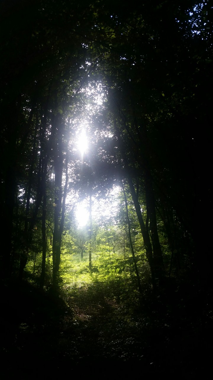 Forest in the shadows