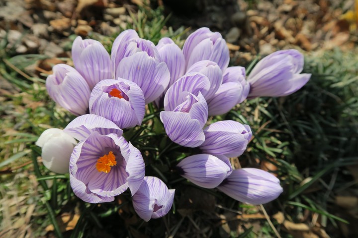 Saffron