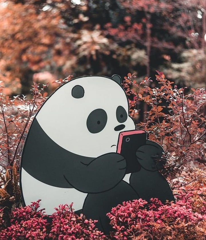 panda