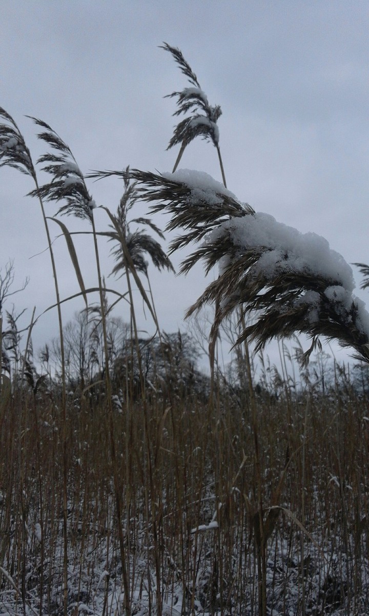 Cane Meadow-Łąka pełna trzcin