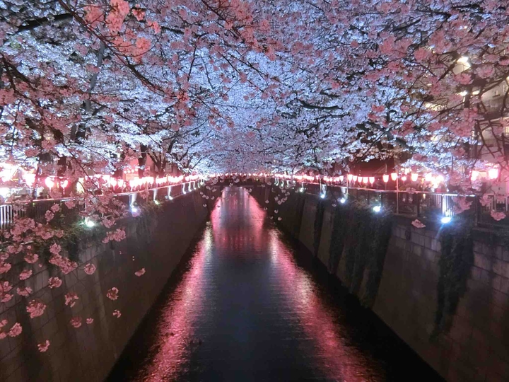 さくら