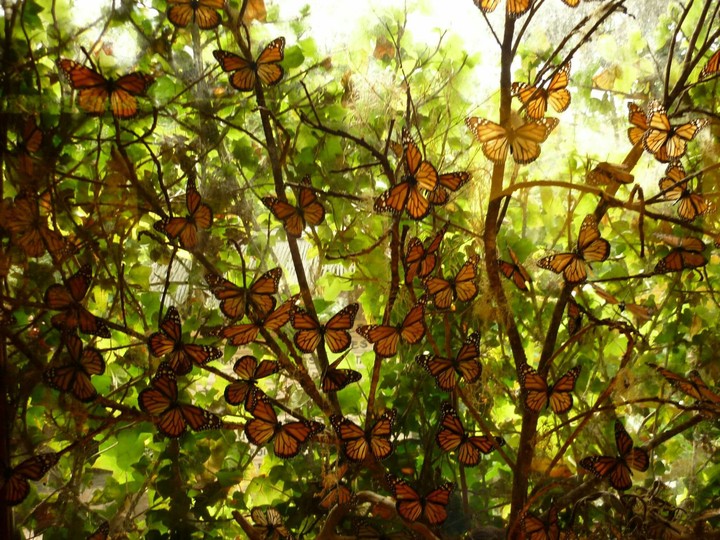 Mariposas