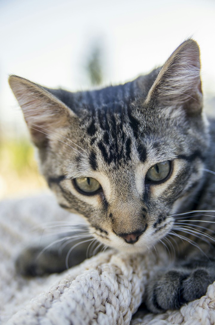 cat