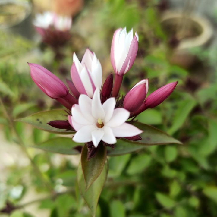 Little Flower